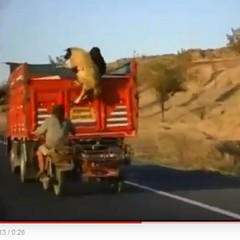 Een schaap stelen Hollywood style