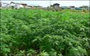 Interview met Chakib Al Khayari over cannabis in de Rif