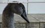 Vogelopvang Utrecht weer open