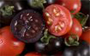 Extra gezonde, paarse tomaten